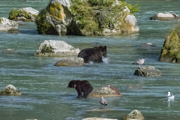 A young grizzly eating salmon in the river in Alaska in autumn
