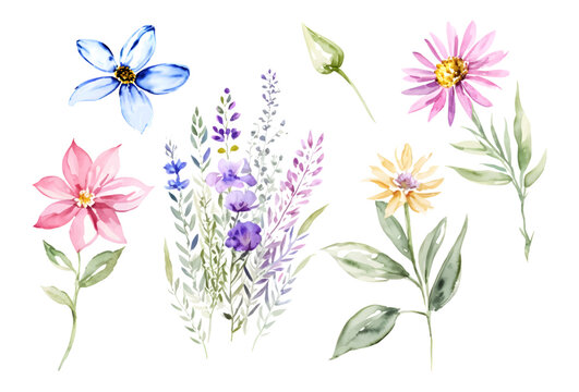 Collection watercolor hand painted wildflowers and meadow flowers on white background. Spring and summer blooming plants clip art