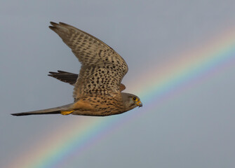 Common Kestrel (Falco tinnunculus) in flight against the sky with a rainbow.