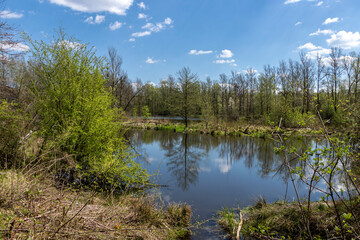 Trees on the shore of the pond reflected in the water