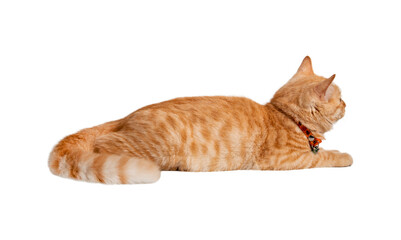 Beautiful cute orange cat isolated on white background. File contains clipping path so easy to work.