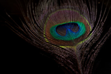Feather of an Indian Peafowl