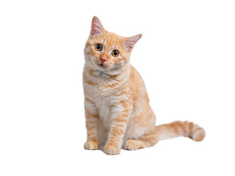 Beautiful cute orange cat isolated on white background. File contains clipping path so easy to work.