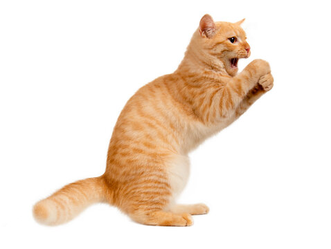 Beautiful cute orange cat isolated on white background. File contains clipping path so easy to work.