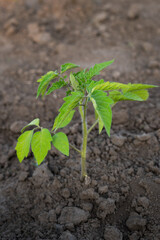 Freshly planted seedlings of tomatoes in the garden. Agriculture, planting on a large scale.