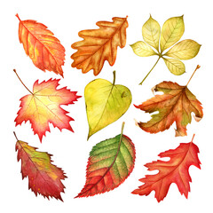 Watercolor autumn leaves collection isolated on white background.