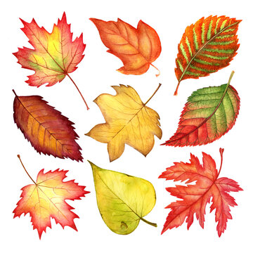 Watercolor autumn leaves collection isolated on white background.