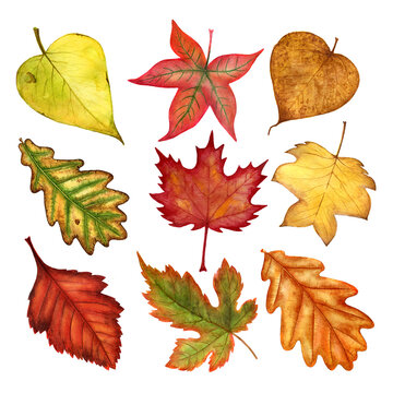 Watercolor autumn leaves collection isolated on white background.