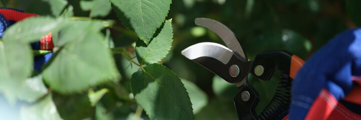 Gardener hands cutting plant leaves with pruner in garden