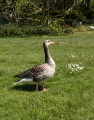 goose on the grass