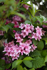 pink flowers