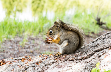 Naklejka na ściany i meble American red squirrel (tamiasciurus hudsonicus) eating a cone. Grand Teton national park, USA