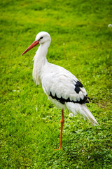 White stork in its own environment