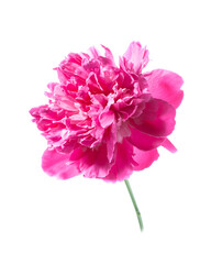 Pink peony flower isolated on white background. Beautiful blooming peony.