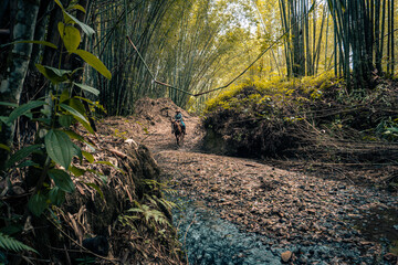 Camino en bosque de bambú con caballo al fondo