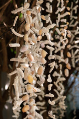 Close-up of seashells and corals hanging on ropes. Tropical island concept. Maldivien style decoration. 