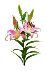 Lily flowers branch blossom isolated on white background