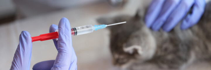 Veterinarian holding syringe and making injection to kitten