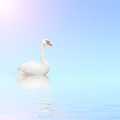 Mute swan on blue water on sunny sky background with reflection in waves. Copy space for your text