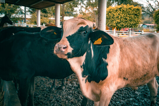 Vacas en rancho