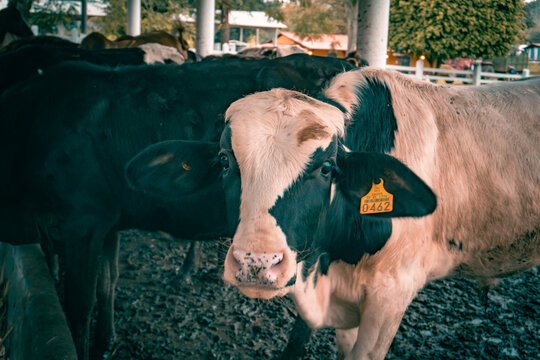 Vacas en rancho