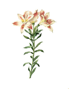 Antique illustration of an alstroemeria pelegrina, also known as Peruvian lily or lily of the Incas. Engraved by Pierre-Joseph Redoute (1759 - 1840), nicknamed The Raphael of flowers and an official c