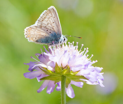 Close-up of a butterfly on a flower - Selective focus
