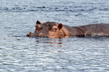 A large hippopotamus (Hippopotamus amphibius) on the Nile River at Murchison Falls National Park in...