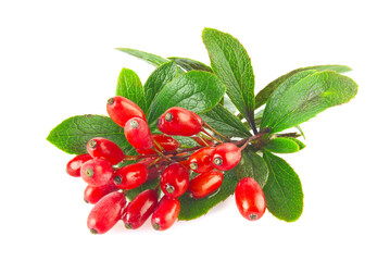 Fresh juicy organic barberry on branch with green leaves, isolated white background.