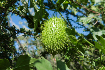 Cucamonga Manroot or Bigroot, Marah macrocarpus, looking at the Green Spikey Seed Pod.