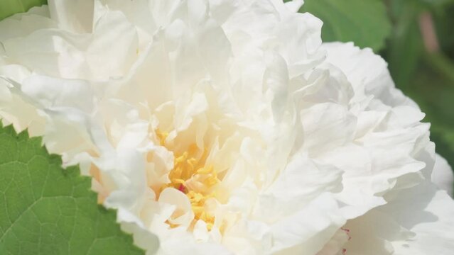 beautiful white  peony flower background. macro footage. sunny day