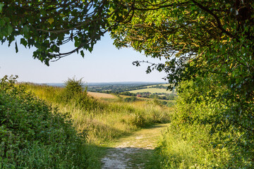 A tree canopy over a chalk pathway in the Sussex countryside - obrazy, fototapety, plakaty