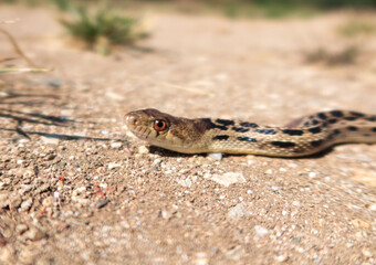 A Gopher Snake Thermoregulating in the sun.