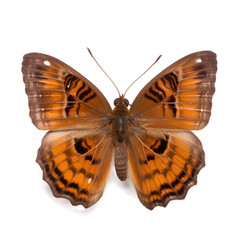 Fototapeta premium chestnut bob Butterfly, top view, isolated on white, orange