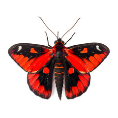 Cinnabar Butterfly, top view, isolated on white