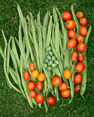 Fresh green runner beans with red and yellow tomatoes and cucamelons on grass