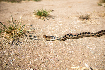 A Gopher Snake Thermoregulating in the sun.