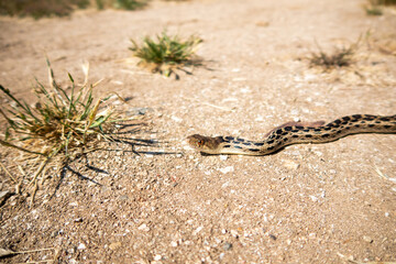 A Gopher Snake Thermoregulating in the sun.