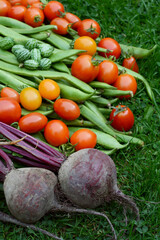 Dark purple beetroot in selective focus with tomatoes, runner beans and cucamelons on green grass