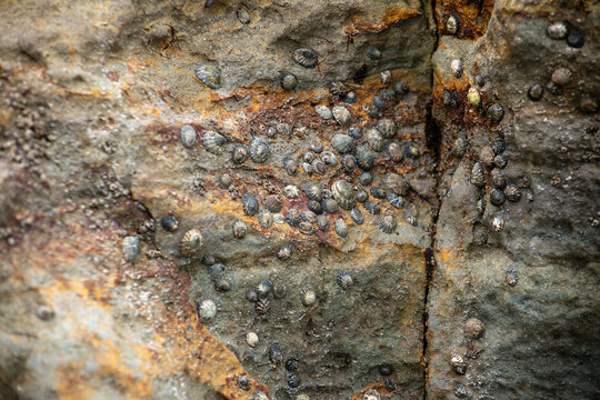A Rock on the beach in the tidal zone with surf zone limpets and barnacles