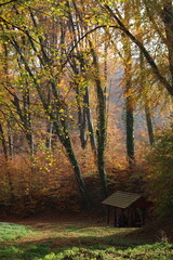 Autumn in the forest