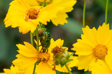 A green beetle eats pollen on a yellow flower close-up. Golden bronzovka beetle or common bronzovka beetle (Latin Cetonia aurata)