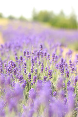 Close-up of lavender bushes, selective focus. Purple lavender flowers in sunlight. Lavender field