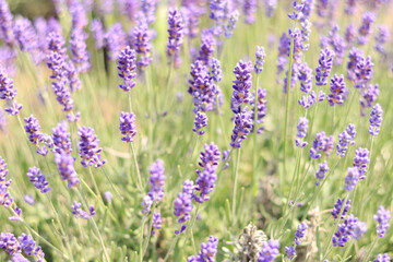 Close-up of lavender bushes, selective focus. Purple lavender flowers in sunlight. Lavender field