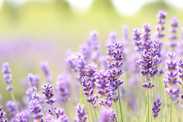 Close-up of lavender bushes, selective focus. Purple lavender flowers in sunlight. Lavender field