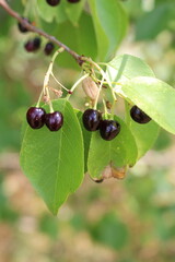 A close up of some berries on a branch