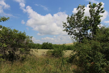 Fototapeta na wymiar A grassy area with trees and bushes