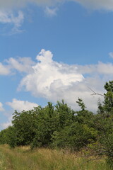 A group of trees and blue sky