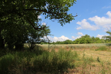Obraz premium A grassy field with trees and blue sky