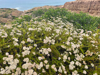 Torrey Pines State Nature Preserve, San Diego, California, Looking at Coastal Buckwheat Plants